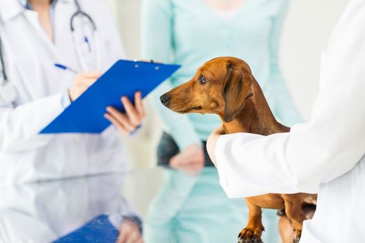 veterinari a lavoro a Firenze