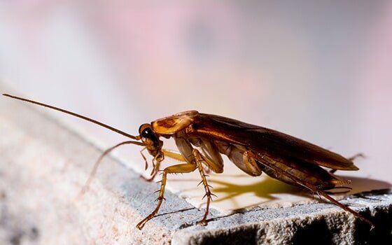 Cockroach Cockroach