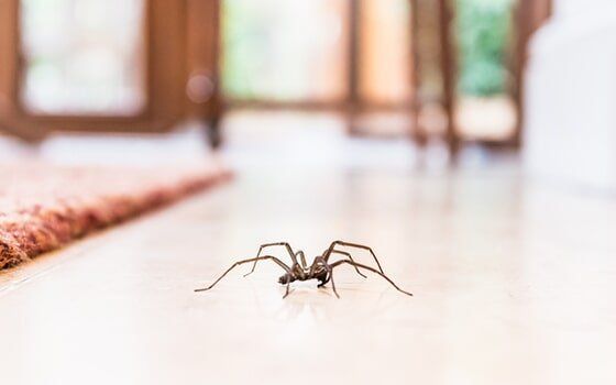 Spider crawling on floor of house Spider crawling on floor of house