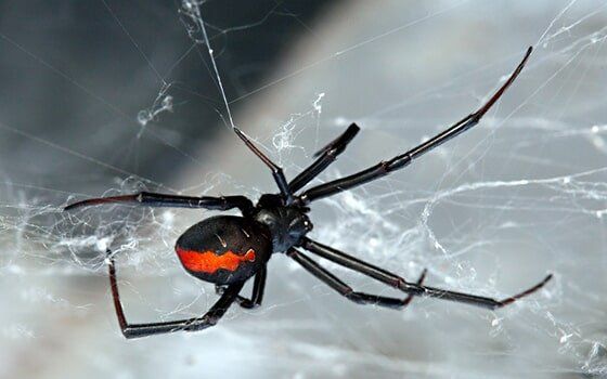 Redback spider in Albury Redback spider in Albury