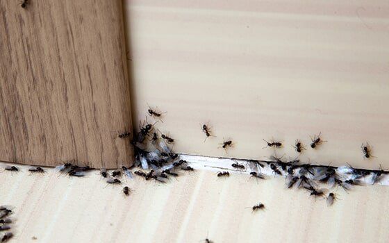 Black ants in Albury home Black ants in Albury home