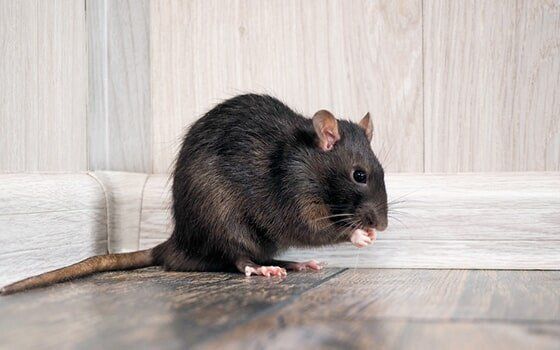 Rat isolated Rat isolated