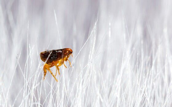 Flea in grass Flea in grass