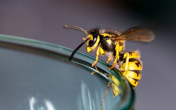 Wasp on a glass Wasp on a glass