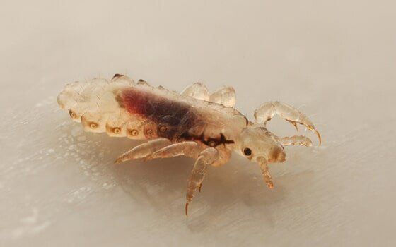 Lice up close Lice up close
