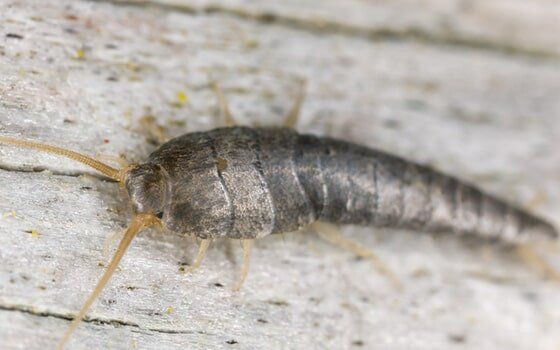 Silverfish Silverfish