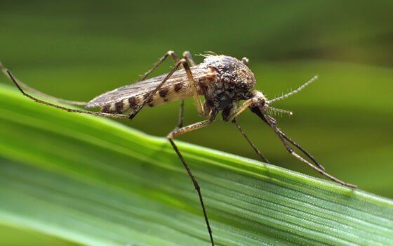 Mosquito on leaf Mosquito on leaf
