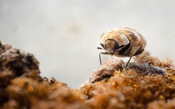 Carpet beetle Carpet beetle