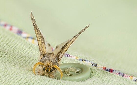 Cloth moth on clothing item Cloth moth on clothing item