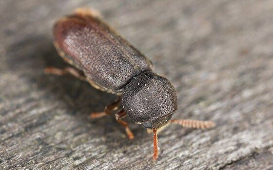 Wood borer Wood borer