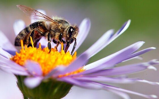 Bee on a flower Bee on a flower