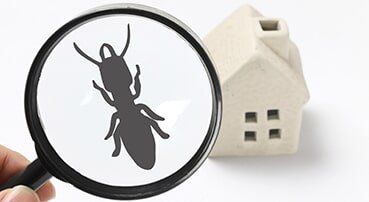 Termite inspection pre-purchase
