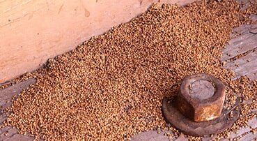 Termite treatment in Albury