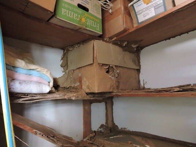 Termites in new home in Albury