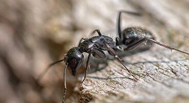 Black ant