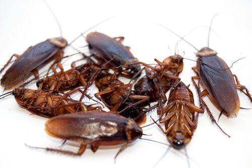Cockroaches