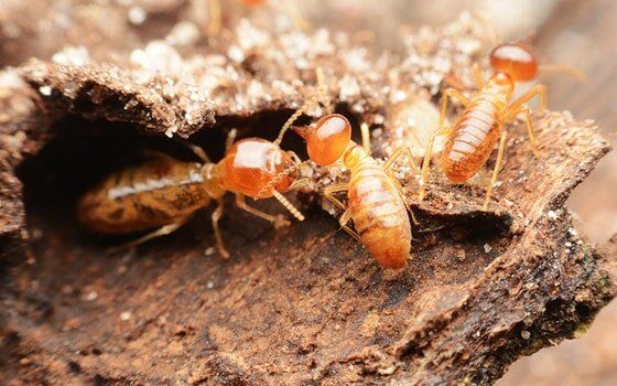 Termites up close Termites up close