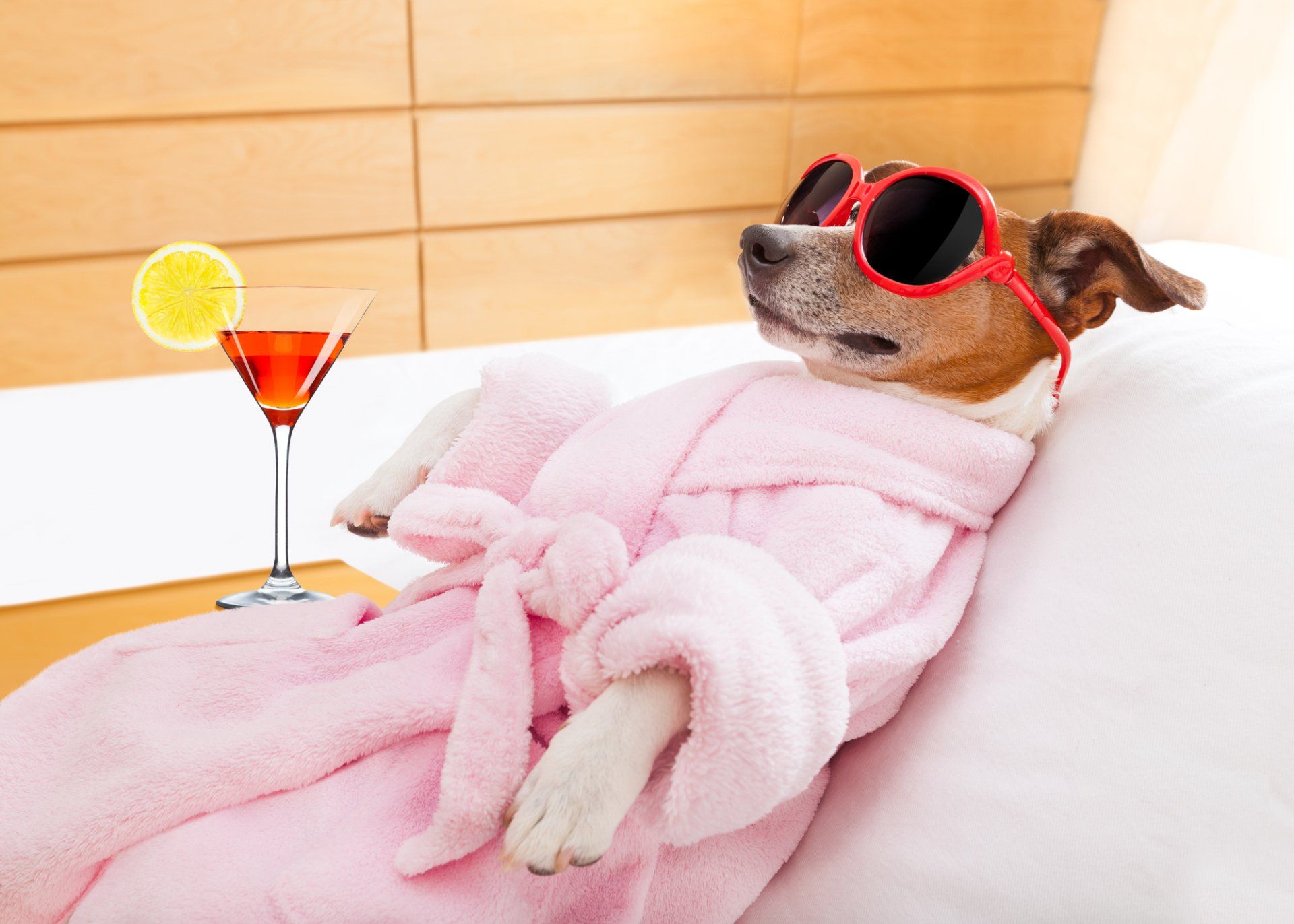 Rejuvenating Pet Spa Rejuvenating Pet Spa
