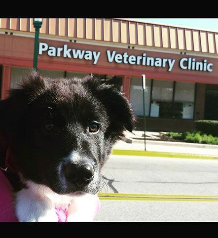 Dog In Front of Parkway Veterinary Clinic — Burke, VA — Parkway Veterinary Clinic