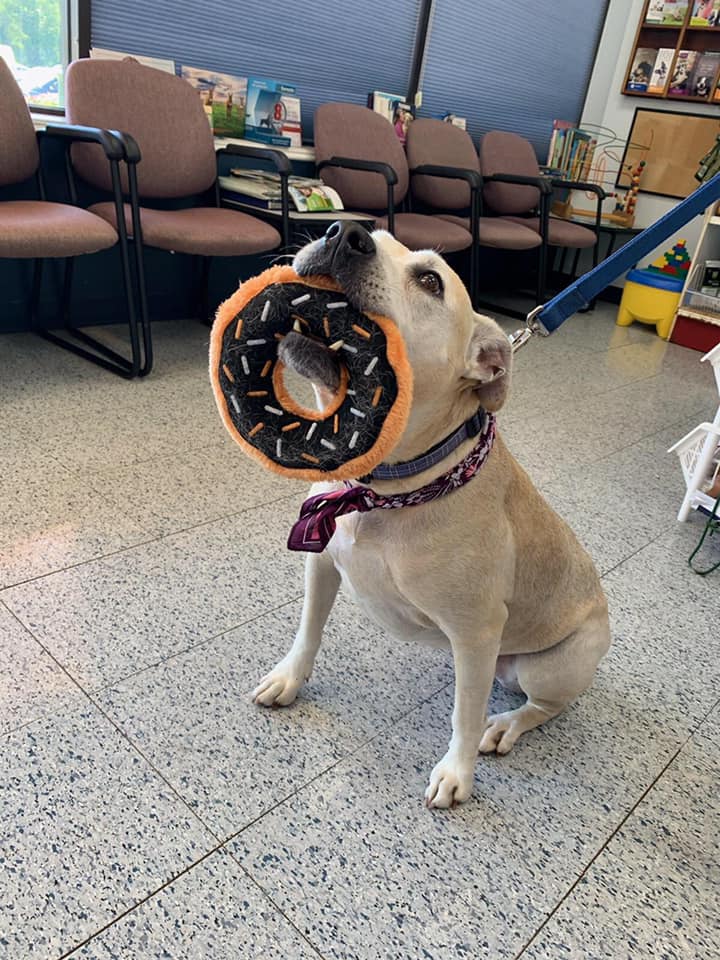 Pet Hospital — Cute Dog in Burke, VA