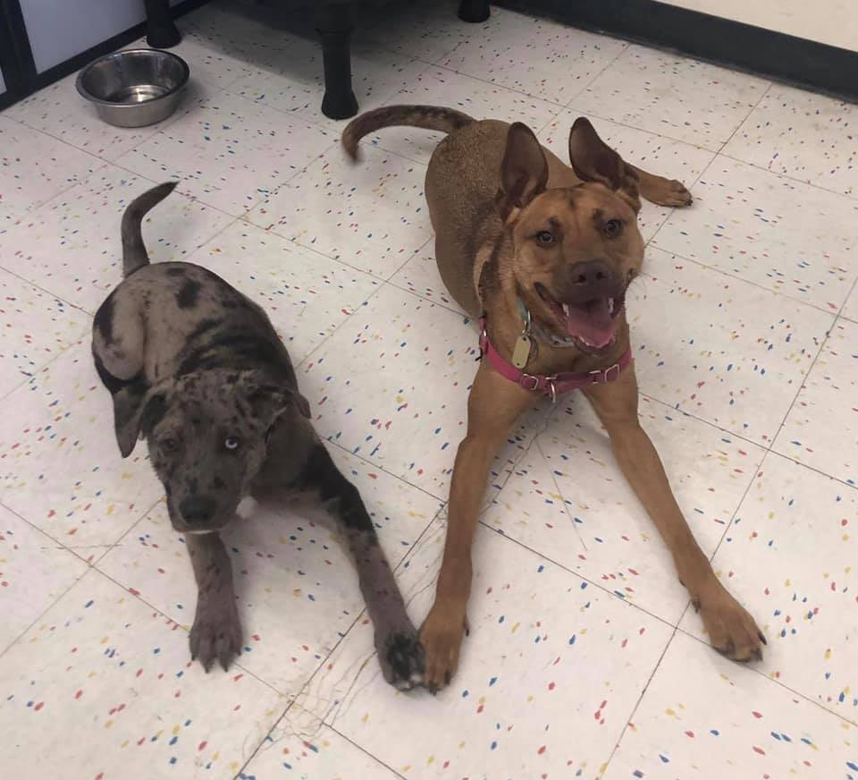 Veterinary — Dogs Lying on the Floor in Burke, VA