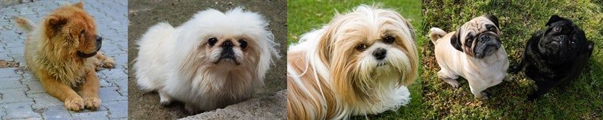 Pugs-and-other-breeds-of-china-origin