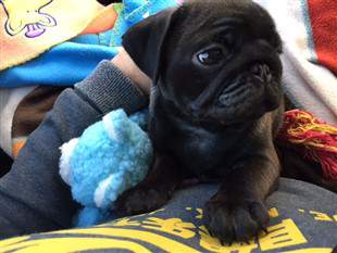 11 week old Pug puppy