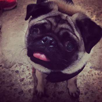 18-month-old-pug-puppy.jpg