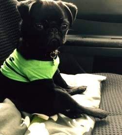 black Pug puppy sitting alert