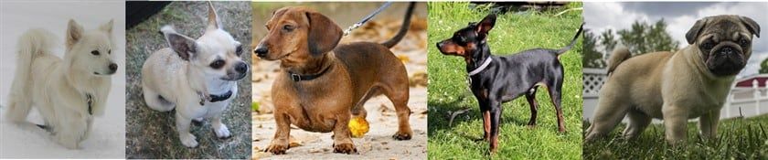 pug-and-other-companion-dogs