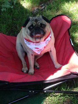 pug-barrel-shape-body