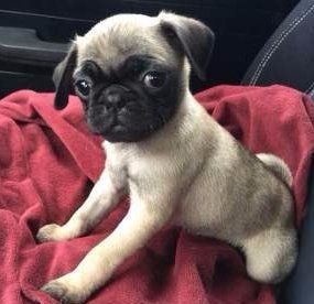 Pug puppy