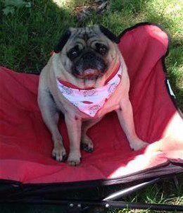 pug-barrel-shape-body