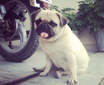 white pug dog