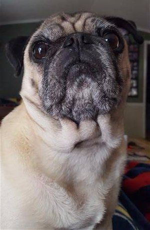 pug dog looking up