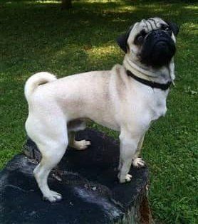 pug-dog-standing-on-tree-stump