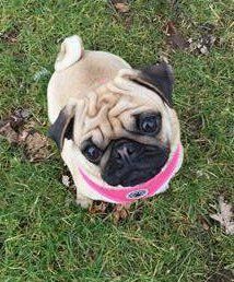 pug sitting outside in the summer