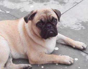 Pug with brindle coat