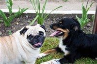 Pug-compared