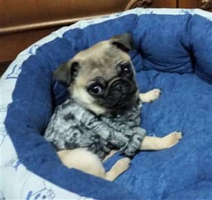 Pug puppy in dog bed