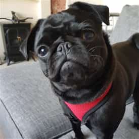 black Pug, adult dog