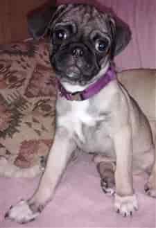 A Pug with white paws