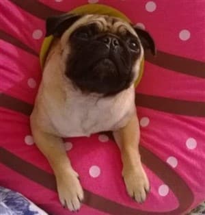 Apricot Pug dog