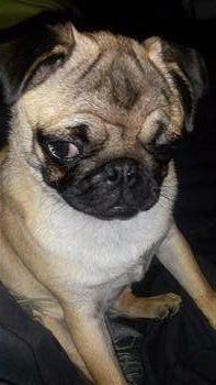cute little Pug puppy