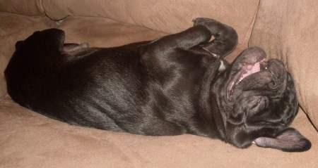 Pug laughing on sofa