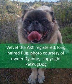 Real Long Haired Pug Dog