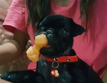 small black pug