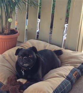 black Pug dog on bed outside