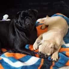 Black Pug next to fawn Pug