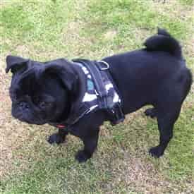 black Pug puppy, 10 months old